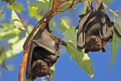 #TeExplicamos | ¿Qué es el virus Nipah y por qué causa alarma en la India?