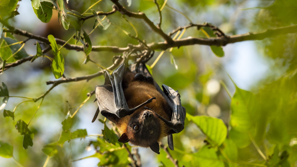 #TeExplicamos | ¿Qué es el virus Nipah y por qué causa alarma en la India?
