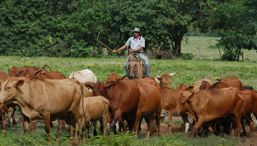 Fedenaga pidió planes de seguridad tras el asesinato de productor agropecuario en Guárico