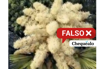 ¿La palma de Ceilán del Jardín Botánico de Caracas floreció en 2026?