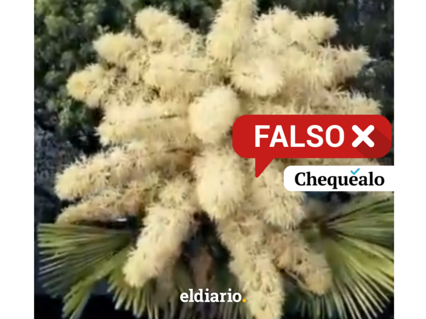 ¿La palma de Ceilán del Jardín Botánico de Caracas floreció en 2026?