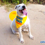 “Perri guías”: el proyecto que transforma el turismo y la vida de los perros en Choroní