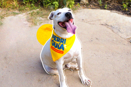 “Perri guías”: el proyecto que transforma el turismo y la vida de los perros en Choroní