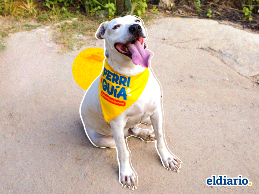 “Perri guías”: el proyecto que transforma el turismo y la vida de los perros en Choroní