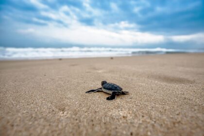 Autoridades de Nueva Esparta activaron protocolo para proteger el desove de las tortugas Cardón 