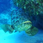 Naturalista alertó que pesca y consumo de mero pone en riesgo el ecosistema marino de Venezuela  