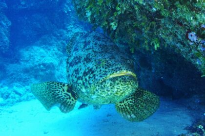 Naturalista alertó que pesca y consumo de mero pone en riesgo el ecosistema marino de Venezuela  