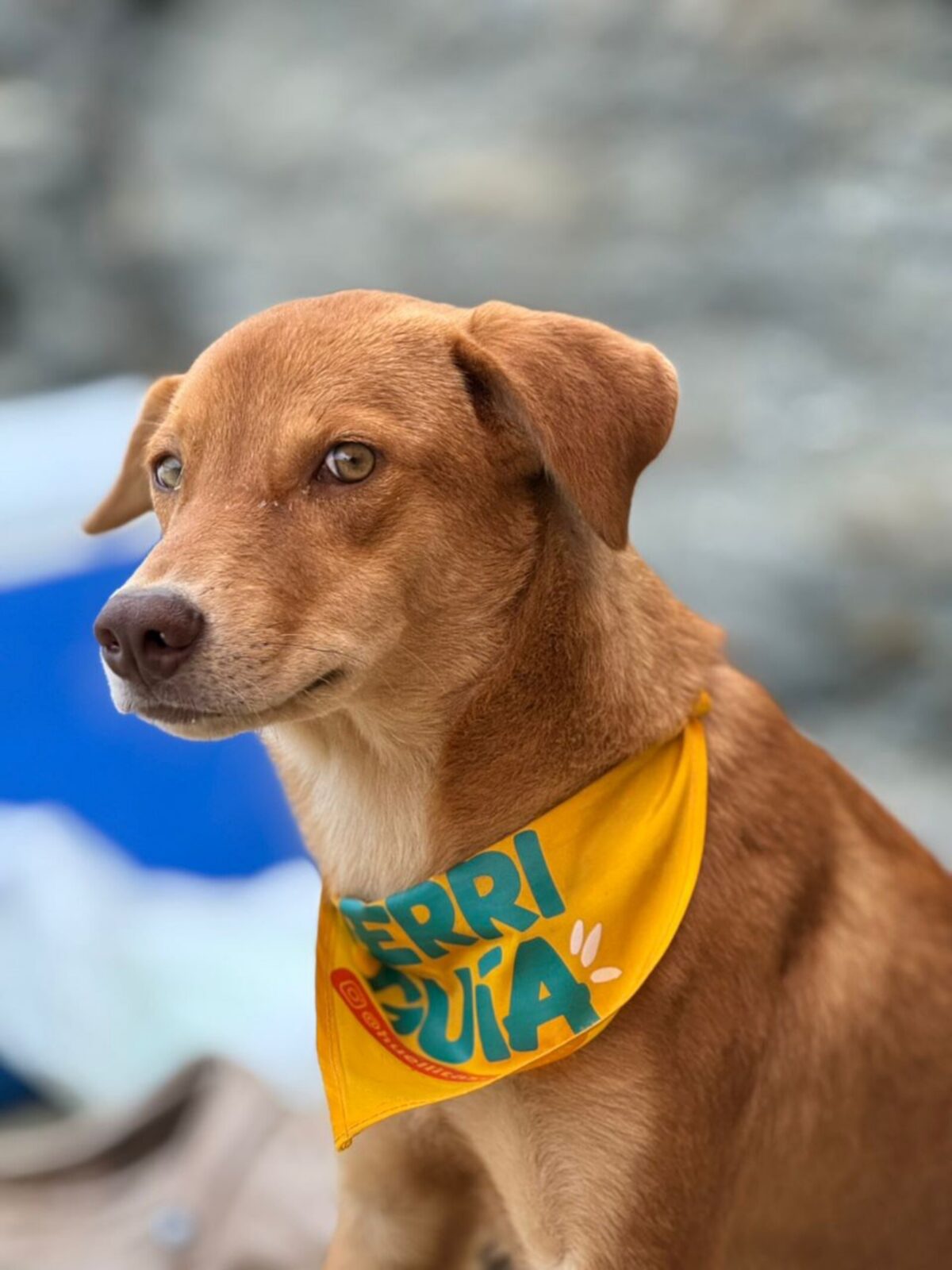 “Perri guías”: el proyecto que transforma el turismo y la vida de los perros en Choroní