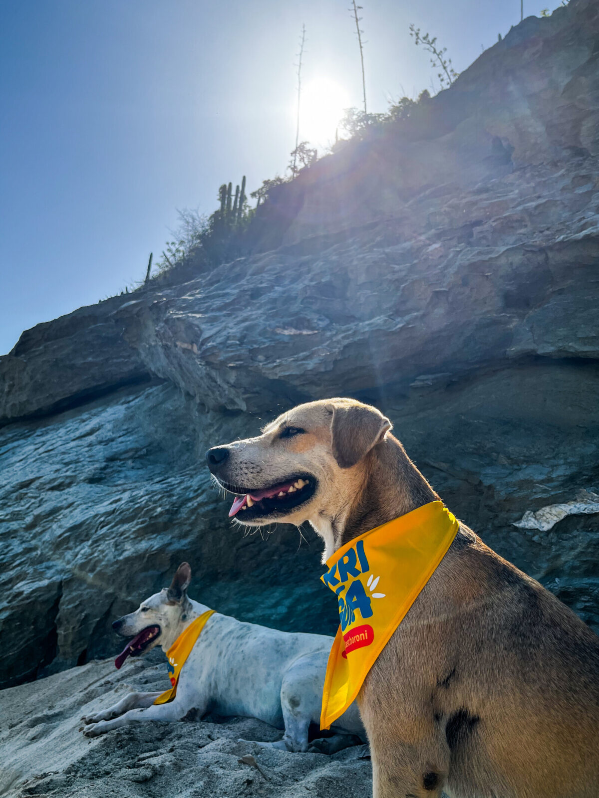 “Perri guías”: el proyecto que transforma el turismo y la vida de los perros en Choroní