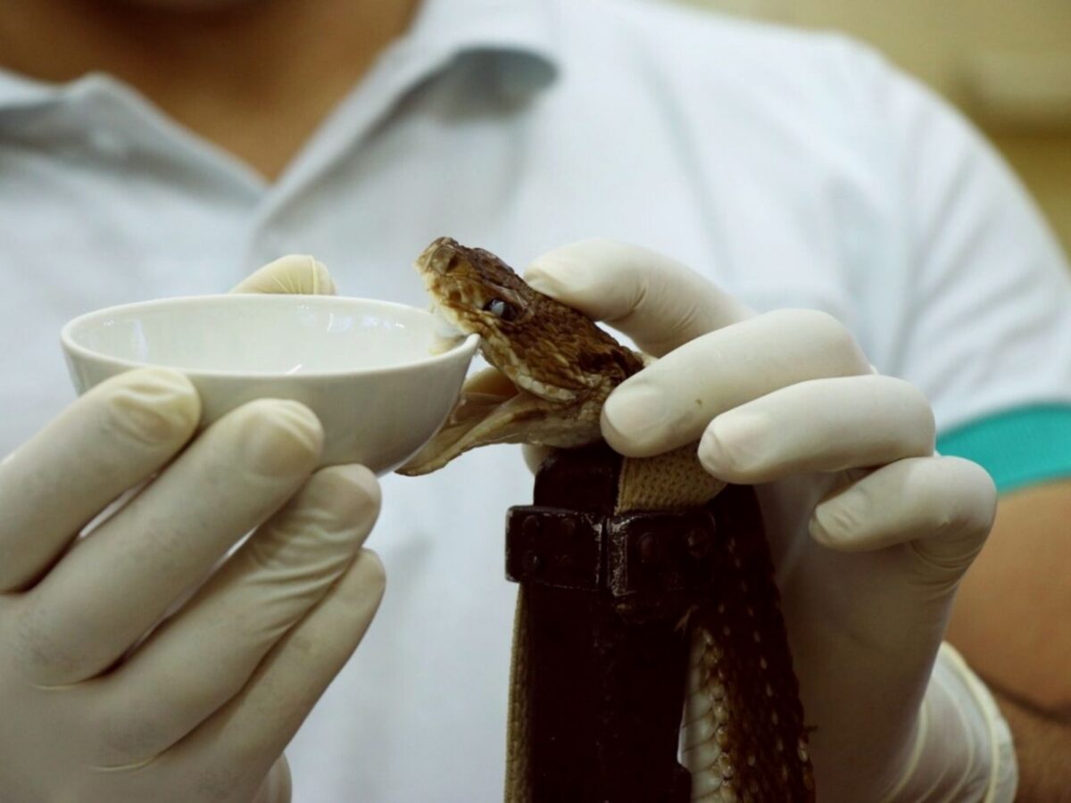 Fundación Vivarium advirtió sobre la circulación de sueros antiofídicos falsificados