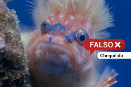 ¿Descubrieron una nueva especie de pez en Venezuela?