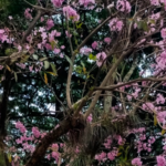 Apamates rosados en Caracas: por qué florecen con la llegada de las lluvias