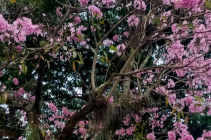 Apamates rosados en Caracas: por qué florecen con la llegada de las lluvias