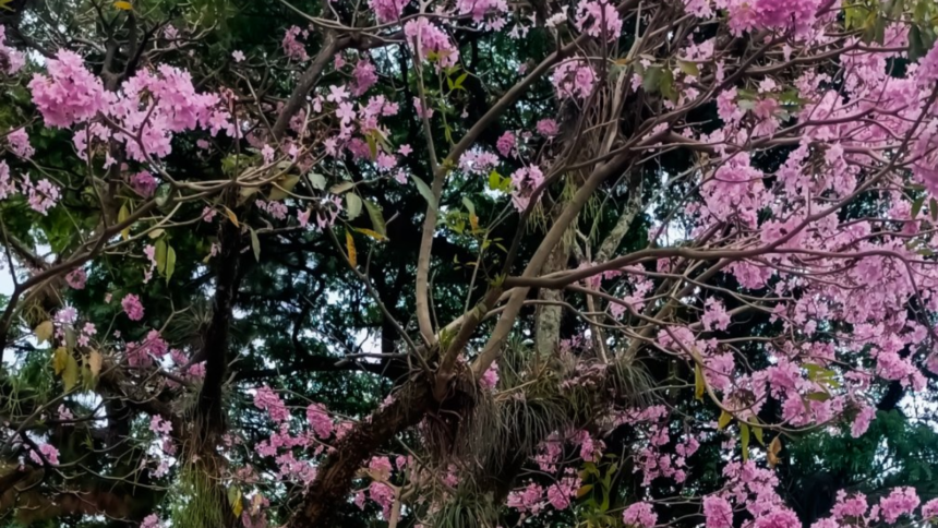 Apamates rosados en Caracas: por qué florecen con la llegada de las lluvias