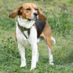Más de 1.500 perros beagle fueron rescatados de un criadero para laboratorios en EE UU