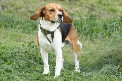 Más de 1.500 perros beagle fueron rescatados de un criadero para laboratorios en EE UU