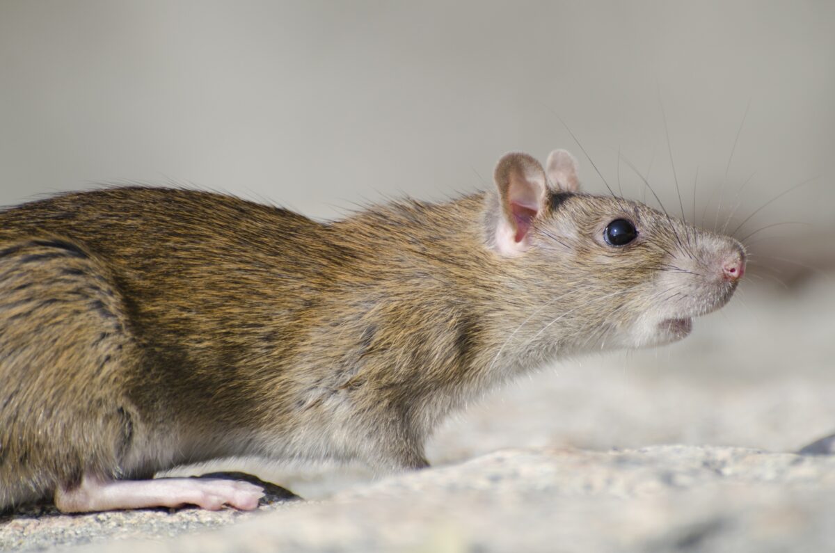 Confirmaron que hantavirus que causó tres muertes en un crucero es de la cepa transmisible entre humanos