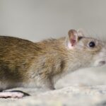 Confirmaron que hantavirus que causó tres muertes en un crucero es de la cepa transmisible entre humanos