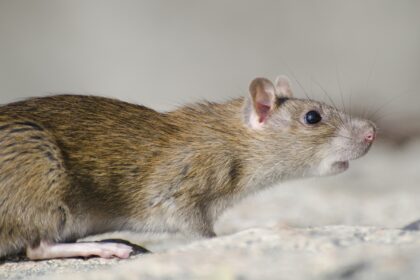 Confirmaron que hantavirus que causó tres muertes en un crucero es de la cepa transmisible entre humanos