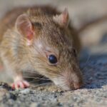 Alerta por hantavirus en un crucero: ¿qué se sabe sobre esta enfermedad?