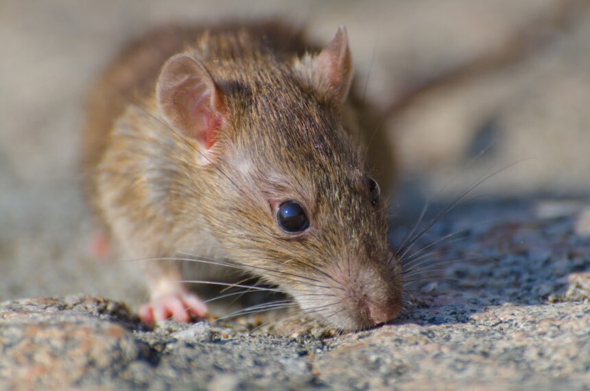 Alerta por hantavirus en un crucero: ¿qué se sabe sobre esta enfermedad?