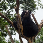 Extendieron la zona protegida en el parque nacional Terepaima para salvaguardar al oso frontino