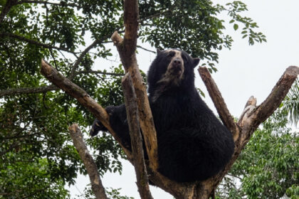 Extendieron la zona protegida en el parque nacional Terepaima para salvaguardar al oso frontino