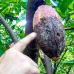 Productores de Sucre alertaron sobre pérdidas en las cosechas de cacao por la expansión del hongo escoba de bruja