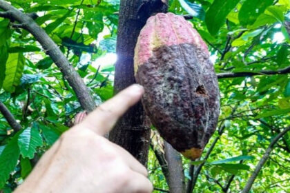 Productores de Sucre alertaron sobre pérdidas en las cosechas de cacao por la expansión del hongo escoba de bruja