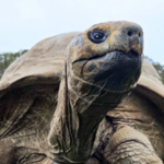 Jonathan, la tortuga de casi 194 años que es el animal terrestre más longevo del mundo