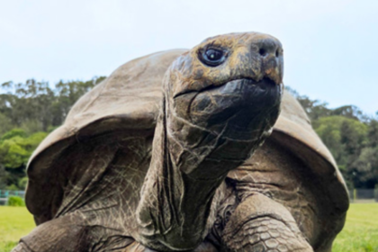 Jonathan, la tortuga de casi 194 años que es el animal terrestre más longevo del mundo