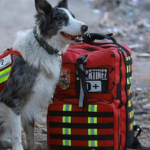 Perros rescatistas: así ayudan a encontrar sobrevivientes tras los terremotos en Venezuela