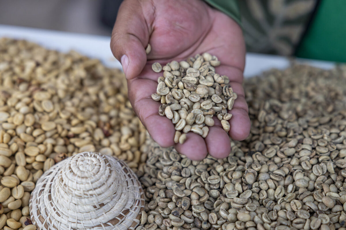 AN aprobó ley para impulsar la producción y exportación de café venezolano: ¿qué contempla la norma?