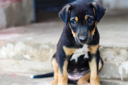 Habilitaron página web para buscar mascotas desaparecidas tras el terremoto en Venezuela