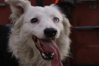 Tsunami, el perro de rescate que encontró a un sobreviviente bajo los escombros de un edificio en Caracas
