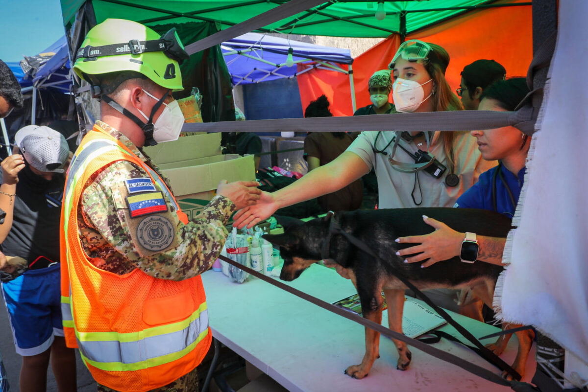 Más de 550 mascotas han sido atendidas tras los terremotos en La Guaira: así trabaja la brigada veterinaria de rescate
