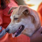 Más de 550 mascotas han sido atendidas tras los terremotos en La Guaira: así trabaja la brigada veterinaria de rescate