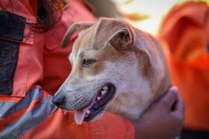 Más de 550 mascotas han sido atendidas tras los terremotos en La Guaira: así trabaja la brigada veterinaria de rescate