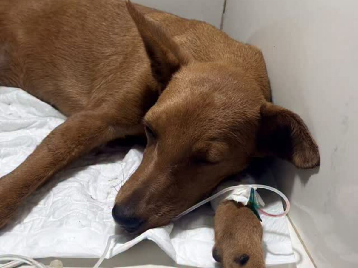 La AN recibió una propuesta de ley para proteger a las mascotas del maltrato animal y garantizar su vida