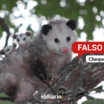 ¿Alertaron sobre la proliferación de animales peligrosos tras el doble terremoto en Venezuela?