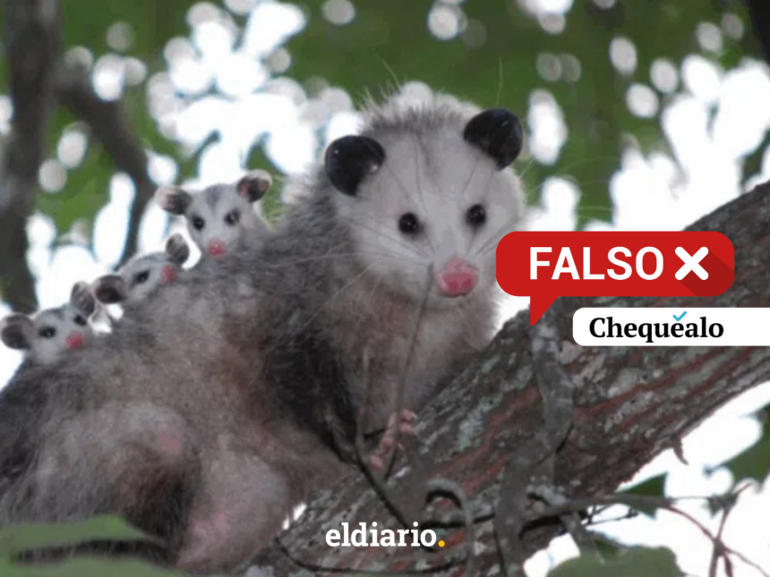 ¿Alertaron sobre la proliferación de animales peligrosos tras el doble terremoto en Venezuela?