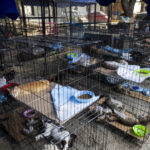 Mascotas rescatadas tras los terremotos en Venezuela aún buscan un nuevo hogar