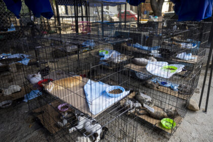 Mascotas rescatadas tras los terremotos en Venezuela aún buscan un nuevo hogar