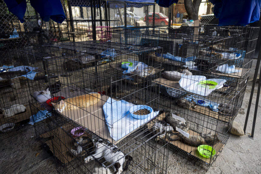 Mascotas rescatadas tras los terremotos en Venezuela aún buscan un nuevo hogar