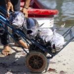 Pescadores y comerciantes luchan por recuperar su sustento tras los terremotos en Venezuela