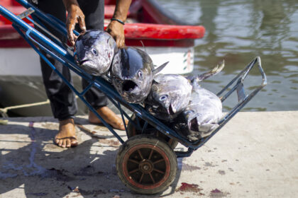Pescadores y comerciantes luchan por recuperar su sustento tras los terremotos en Venezuela