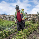 Advierten sobre daños en las cosechas de los Andes ante efectos del ‘‘Superniño’’