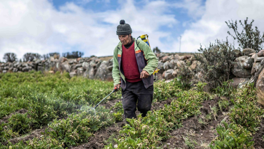 Advierten sobre daños en las cosechas de los Andes ante efectos del ‘‘Superniño’’
