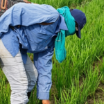 Productores alertaron sobre la falta de un acuerdo para el precio del arroz frente a la cosecha
