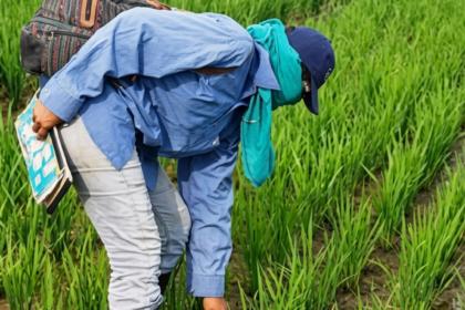 Productores alertaron sobre la falta de un acuerdo para el precio del arroz frente a la cosecha